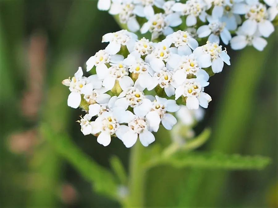 Yarrow, Achillea millefolium, showing flat white flower clusters and feathery foliage.